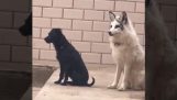 犬と一緒に育ったキツネ