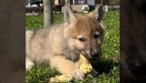 Un pequeño lobo es rescatado de la nieve.