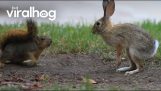 A rabbit and a squirrel play together