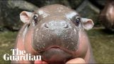 An adorable little hippo