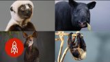 Nueve especies raras de animales que puedan pronto se extinguirán