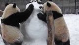 Toronto Zoo Panda famille joue avec bonhomme de neige