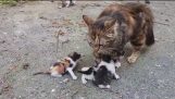 gatinhos do bebê meowing muito alto para o gato mãe