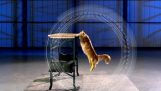 Mačke vs. Gravitacija | Nauka o glupim