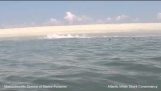 Fehér cápa 0: 1. pecsét – Cape Cod