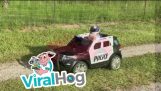 A speeding pig arrested by the police