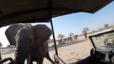 Elefant Attack fångas på GoPro