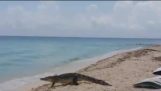 krokodil stuns badande av spatsera över beach resort