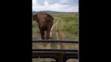 Divoký slon blaznie na Srí Lanky jeep safari!