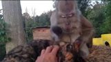 O maimuță arată cum să mângâi o pisică