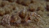 Sand bubbelflaskan krabbor