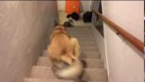 Собака идет вверх по лестнице назад