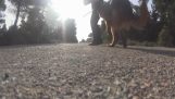 German Shepherd Guard Dog – Dog Training