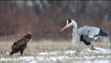 Grå heron kjemper vanlig buzzard over byttedyr