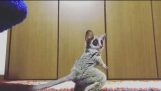 A galago plays with a ball for the first time