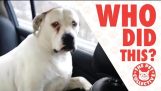 Bunu kim yaptı?! | Suçlu Köpekler video Derleme 2017