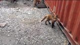 Kleine vossen onder een container