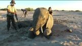 Un elefante atrapado en un agujero es salvado por los turistas