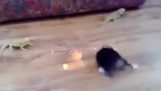 mačka vs guštera sa laserima
