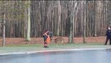 Пожарным спасти оленей от замерзшего озера