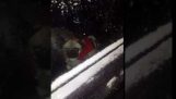 Hund öffnet sich ein Autofenster
