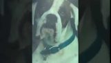 Impatient Dog Honks Horn for Owner’Внимание