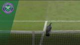 Una pelea paloma interrumpe Wimbledon