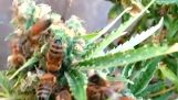 Dokonywanie konopi miód pszczoły
