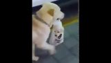 Madre perro lleva bebé cachorro en bolsa de plástico
