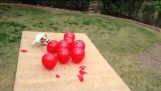 1 собака взрывает 18 воздушных шаров 5 секунд