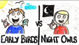Ранобудните срещу нощни птици