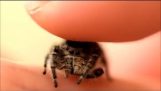 Petting my Phidippus Adumbratus Jumping Spider