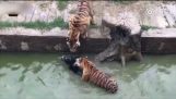 Живо магаре се подава към тигри в зоопарк