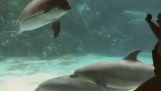 Flickan gör Dolphin skratt