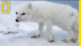 A Friendly Arctic Fox saluta Explorers | National Geographic