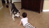Siberain Husky Playing with Baby