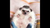 A hedgehog with socks