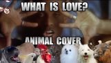 Haddaway – What Is Love (Animal Cover)
