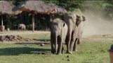 عند فيل القطيع يجتمع مع سائق جرار