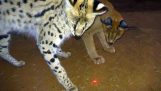 Which African BIG & Małe koty Play With Laser Light Toys? | Cheetah Leopard Lion Caracal Serwal