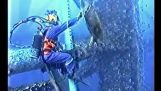 Zeeschildpad sluipt omhoog op duiker