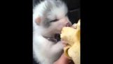 Ghost, my pet fox – Sunglow fox kit eating banana