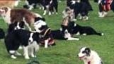 Almost 600 Border Collies Gather in Attempt to Break World Record