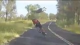Kangaroo vs Ciclist