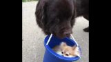 Hund får sin ven en tur