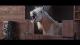 Volkswagen – 馬の笑い [商業] Funny Video – 2016