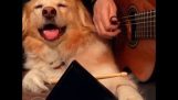 Pies gra perkusja