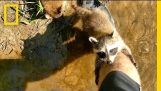 Schattige Raccoon baby's te maken Human Friend