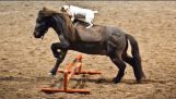 Jogo de cavalo: Cavalo miniatura de Jack Russell passeios
