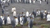 Penguins vs chat